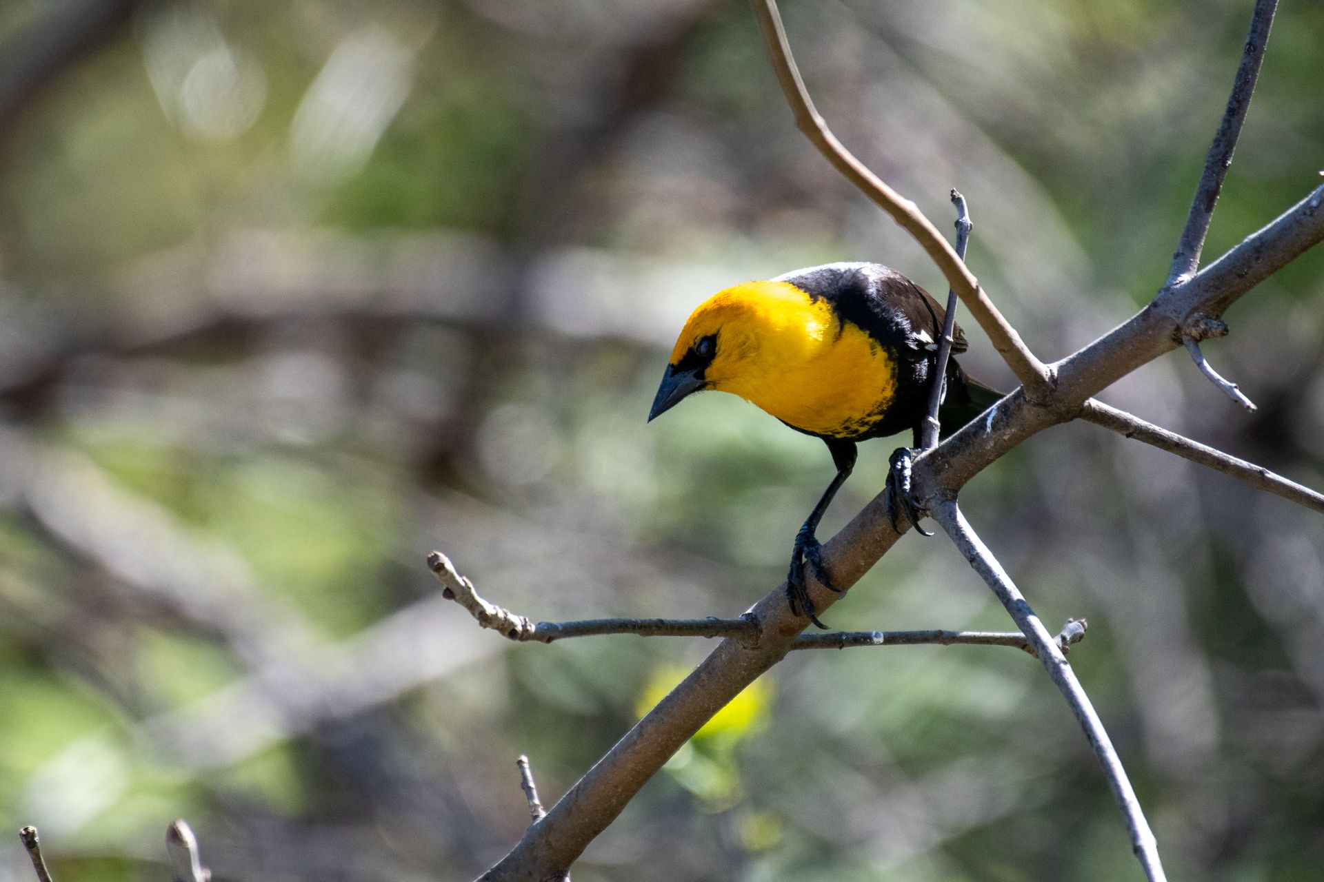 A Yellow-Headed Blackbird perched on a bare branch in a natural outdoor setting.