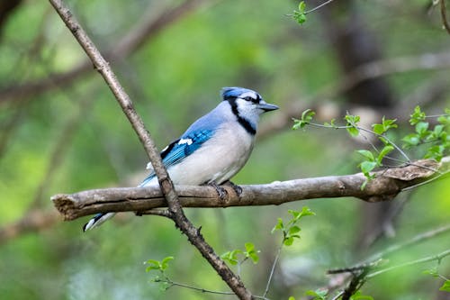 Free stock photo of bird, blue jay, bluejay