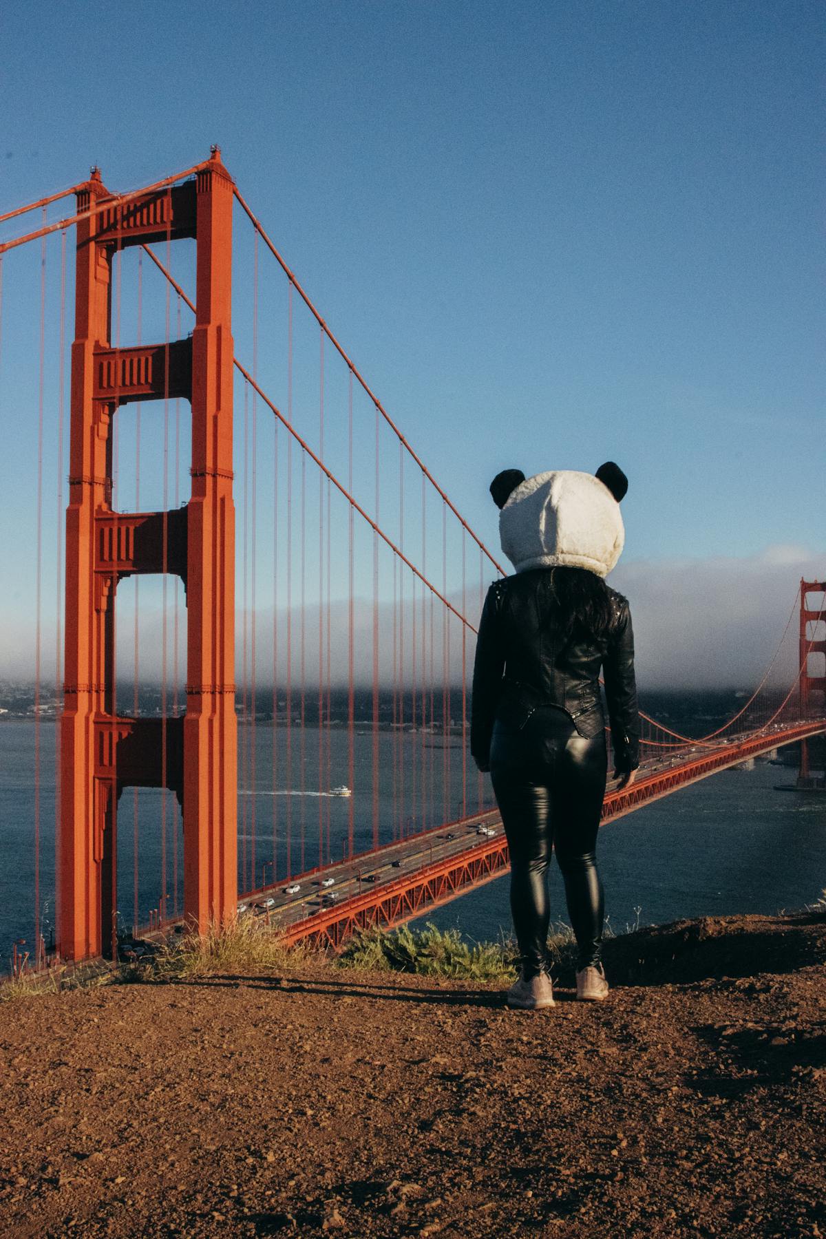 Funny Panda Photos, Download The BEST Free Funny Panda Stock Photos ...