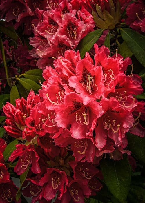 Red Washington Rhododendron