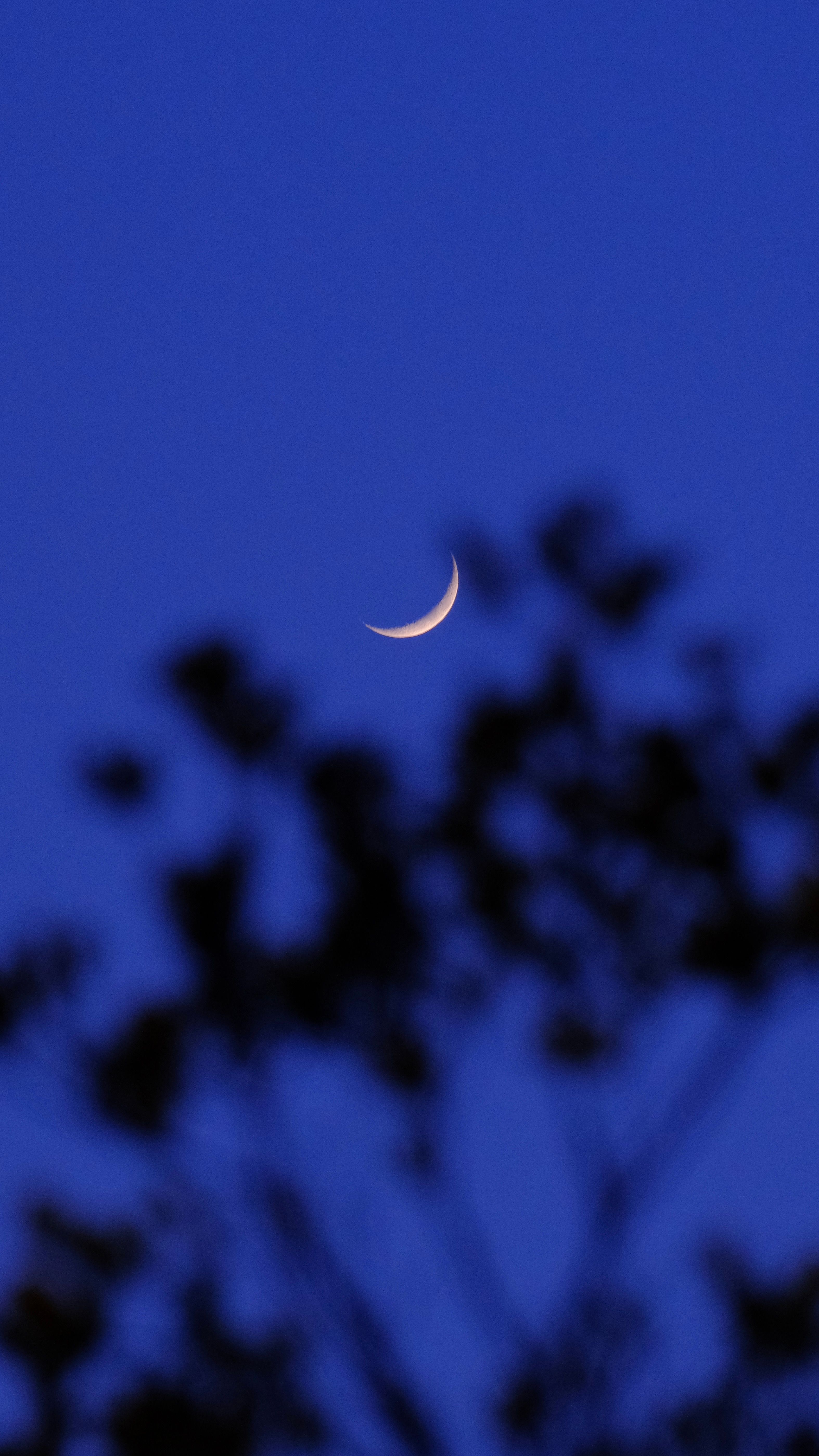 A crescent moon against a blue night sky with the silhouette of tree branches, creating a serene scene.