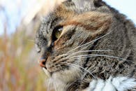 这是一张虎斑猫的脸部特写，展现了它绿色的眼睛和条纹的毛皮