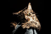 一只虎斑猫长着引人注目的绿眼睛，在戏剧性的灯光下被捕捉到，展示了它的皮毛图案