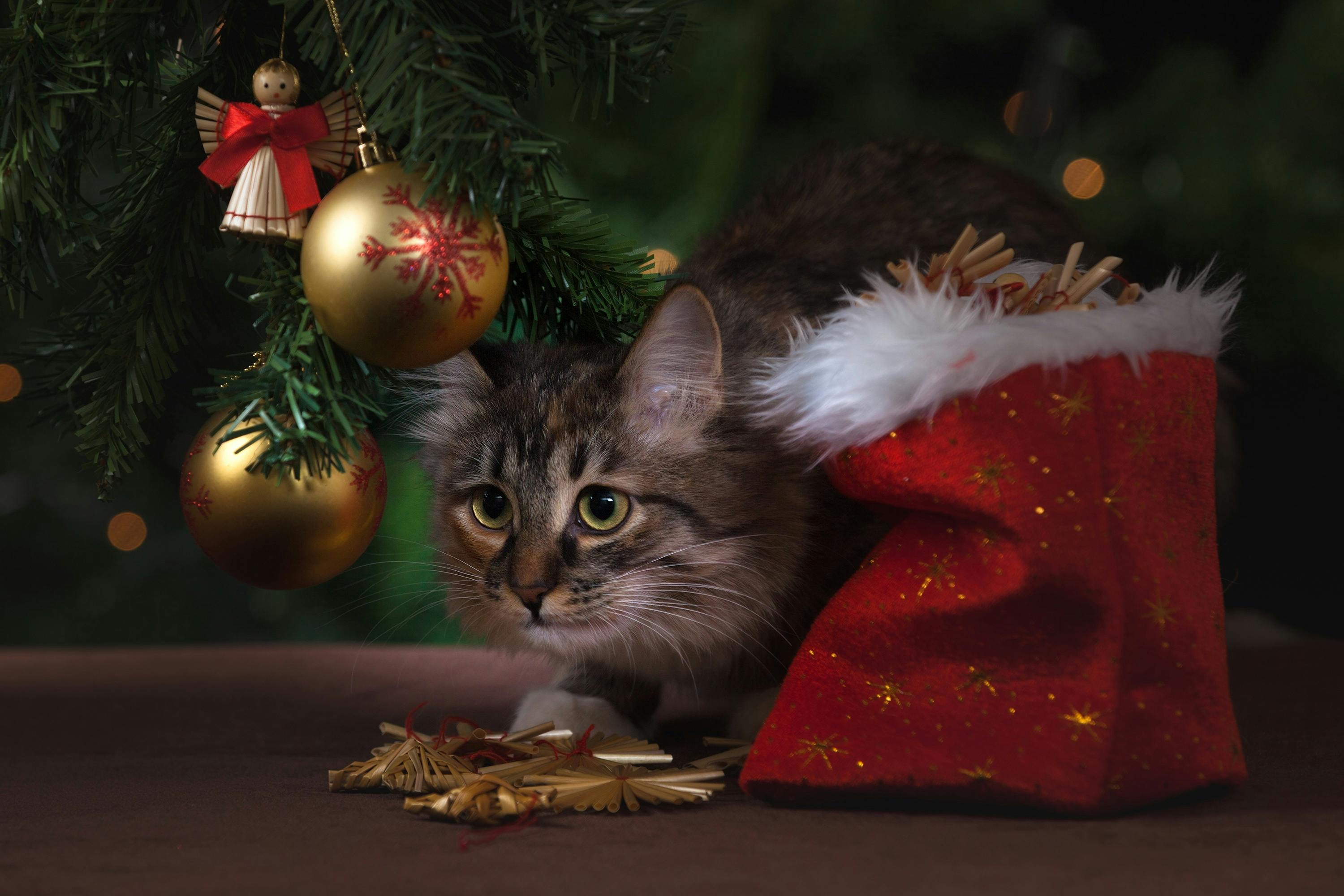 Cute Christmas Cat Wallpapers  Top Free Cute Christmas Cat Backgrounds   WallpaperAccess