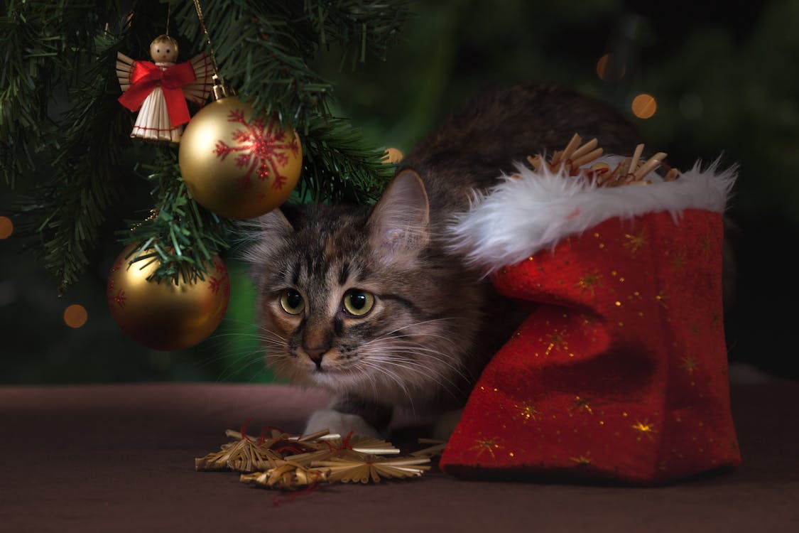 Brown Tabby Cat Beside Christmas Tree