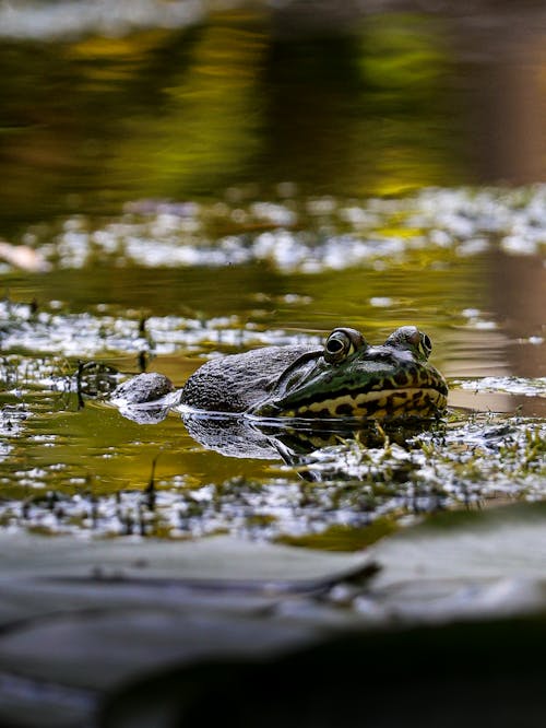 Ingyenes stockfotó állat, béka, biliárd témában