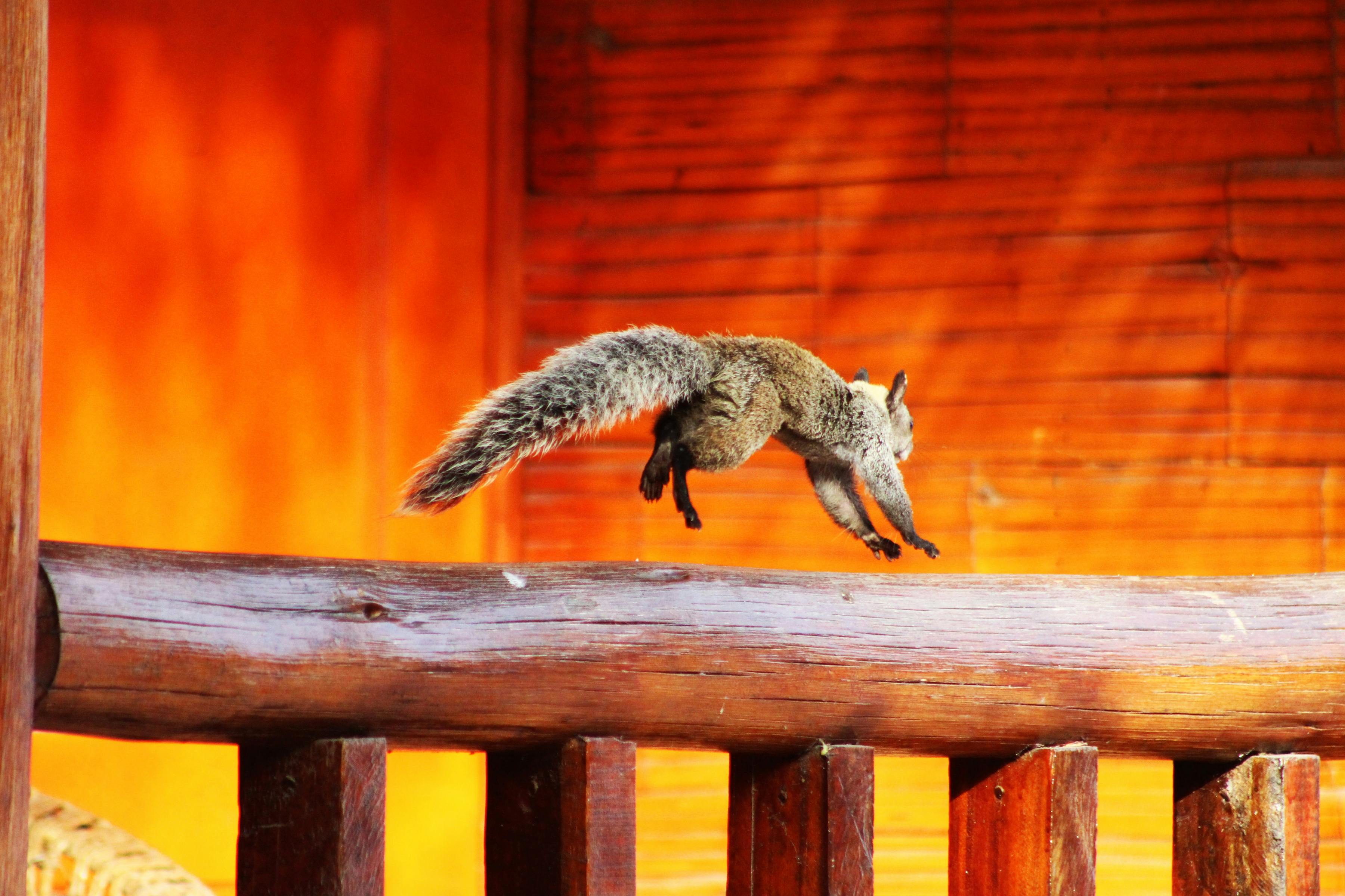 A squirrel captured mid-leap against a vibrant orange background, showcasing agility.