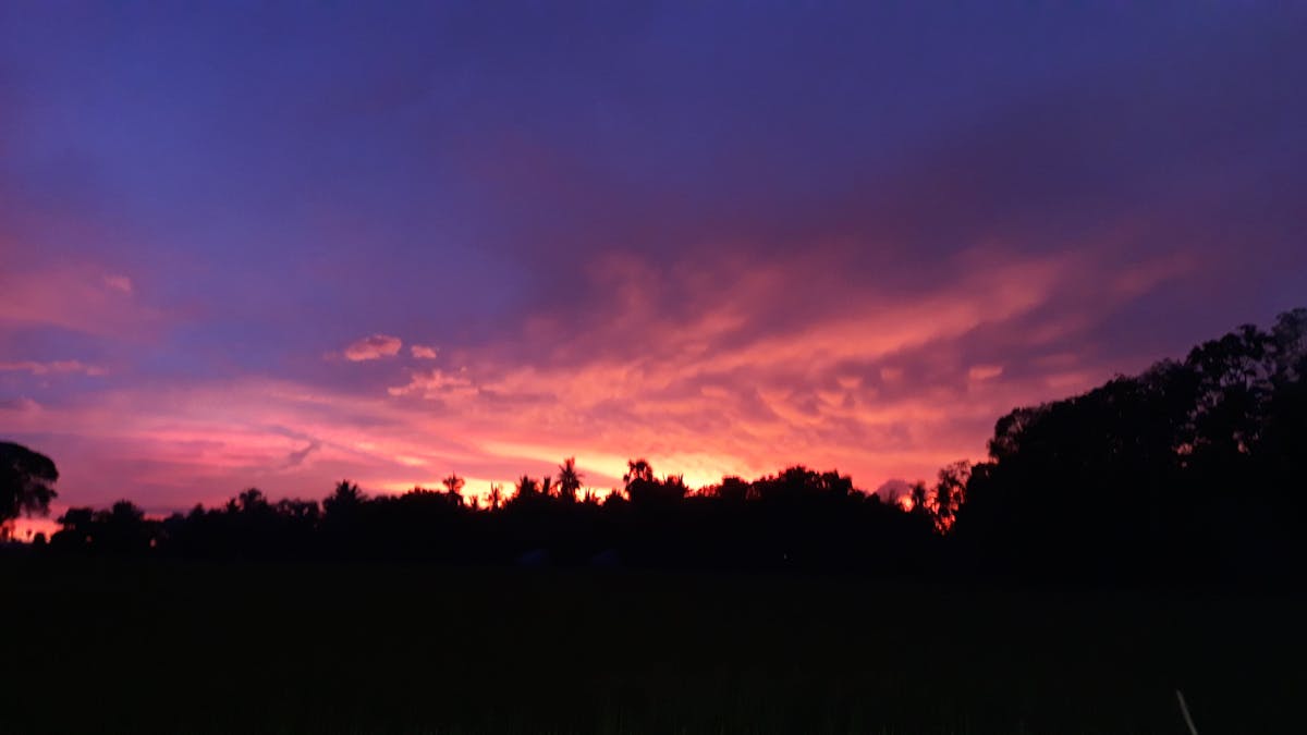 Hamster standing on wood shavings