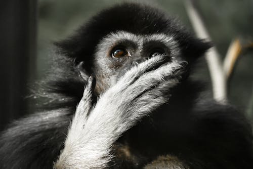 Photo De Primat Noir Et Gris