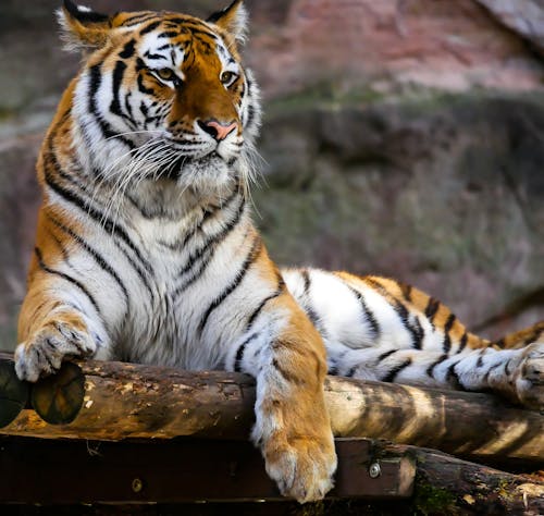 бесплатная Тигр сидит на коричневых бревнах крупным планом. Стоковое фото