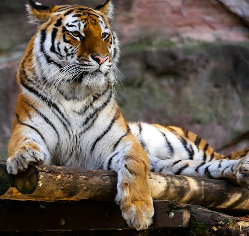 Tiger Sitzt Auf Brown Logs Nahaufnahme Fotografie