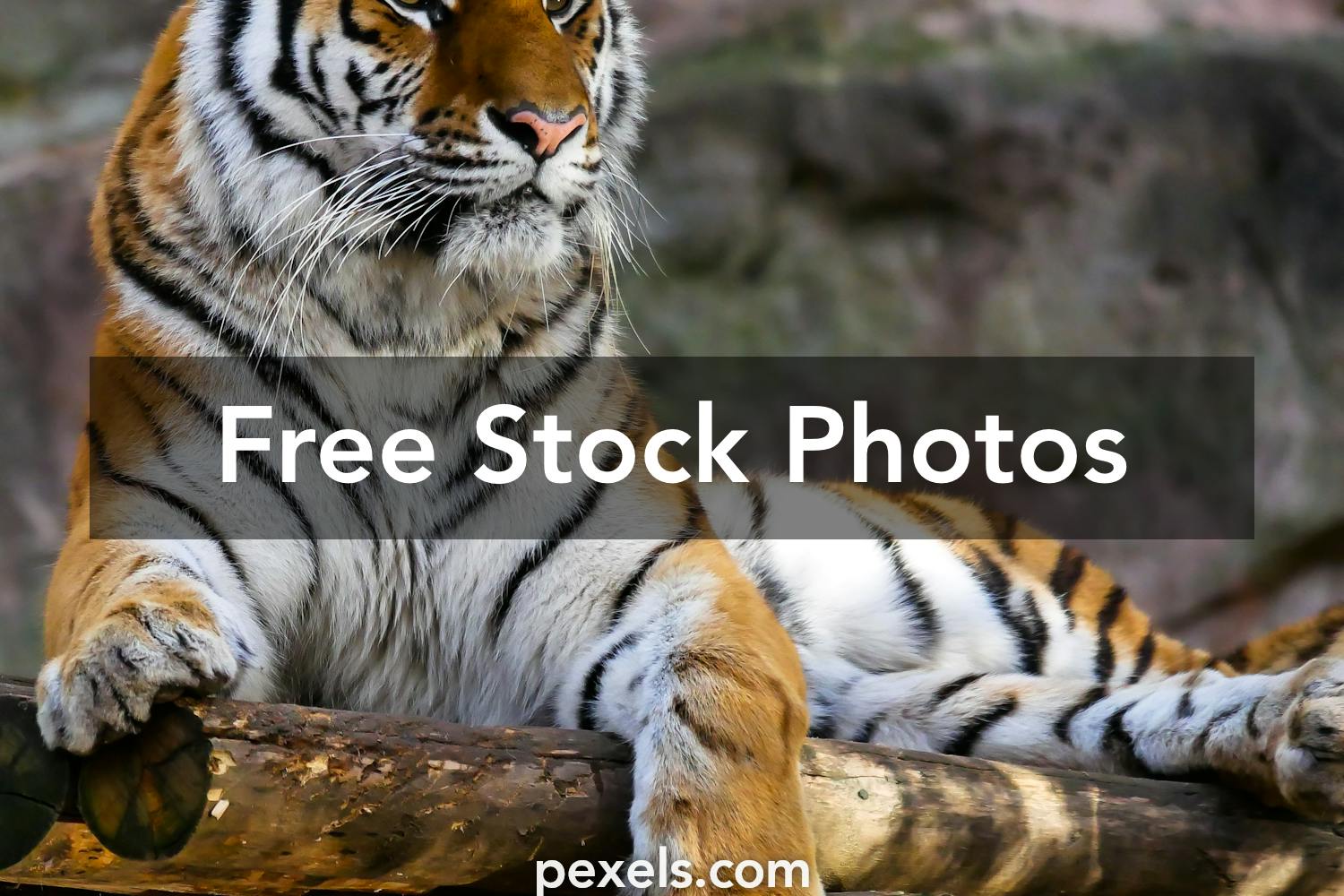 Animal Wallpaper Photos, Download The BEST Free Animal Wallpaper Stock  Photos & HD Images