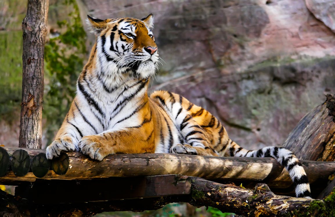 Tiger Sitting