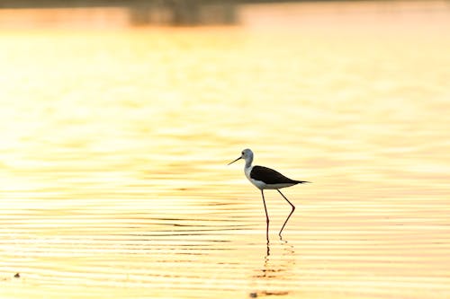 Free stock photo of africa, animal, bird