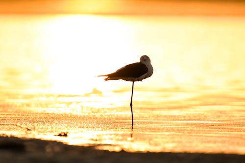 Free stock photo of africa, animal, bird