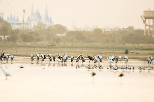 Free stock photo of africa, animal, bird