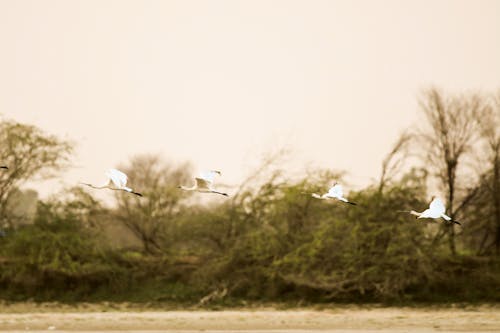 Free stock photo of africa, animal, bird