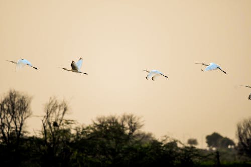 Free stock photo of africa, animal, bird