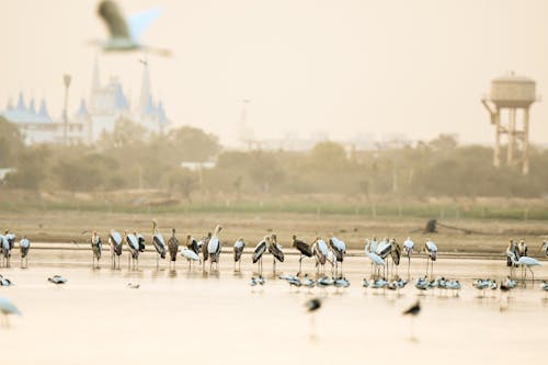 Free stock photo of africa, animal, bird