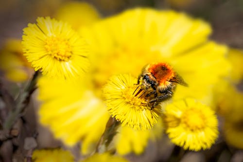 Foto profissional grátis de abelha, abelha carder comum, amarelo