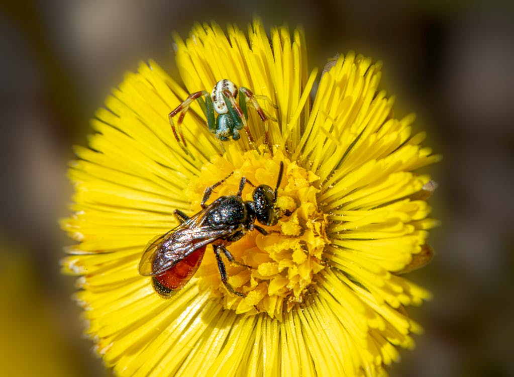 Free stock photo of animal, bloom, close-up