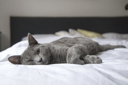 ベッドに横たわっている灰色の猫