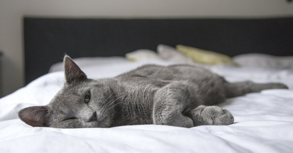 When can you leave a cat alone overnight?