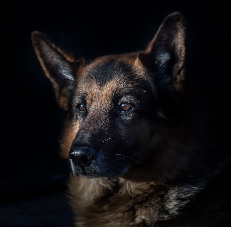 免费 成人黑和棕褐色的德国牧羊犬 素材图片