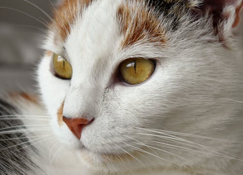 Closeup Photography of White, Brown, and Black \cat