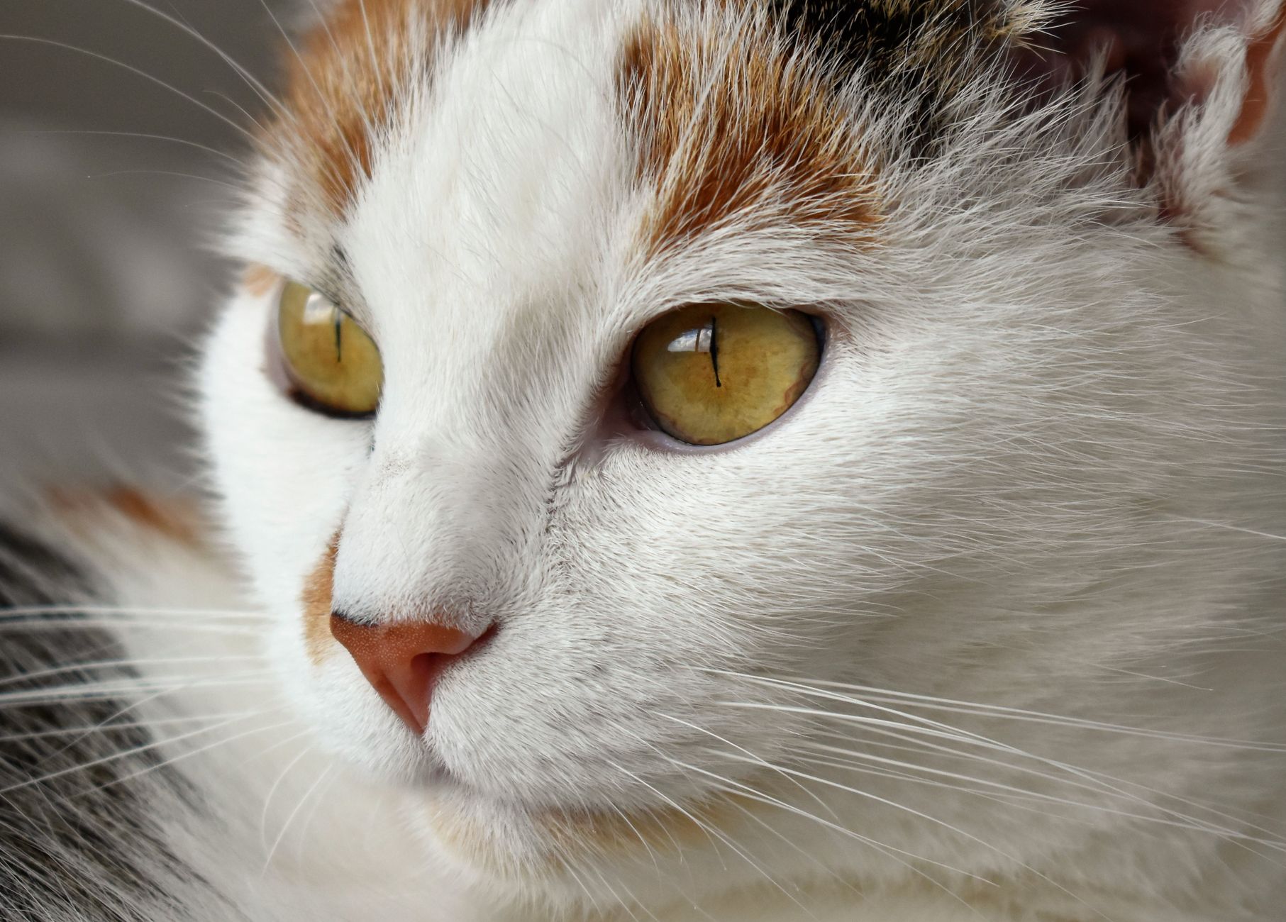 Veterinarian examining a cat during a checkup