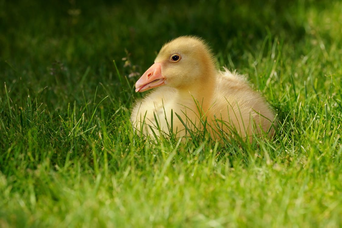 免费 黄鸭在绿草如茵的球场上 素材图片
