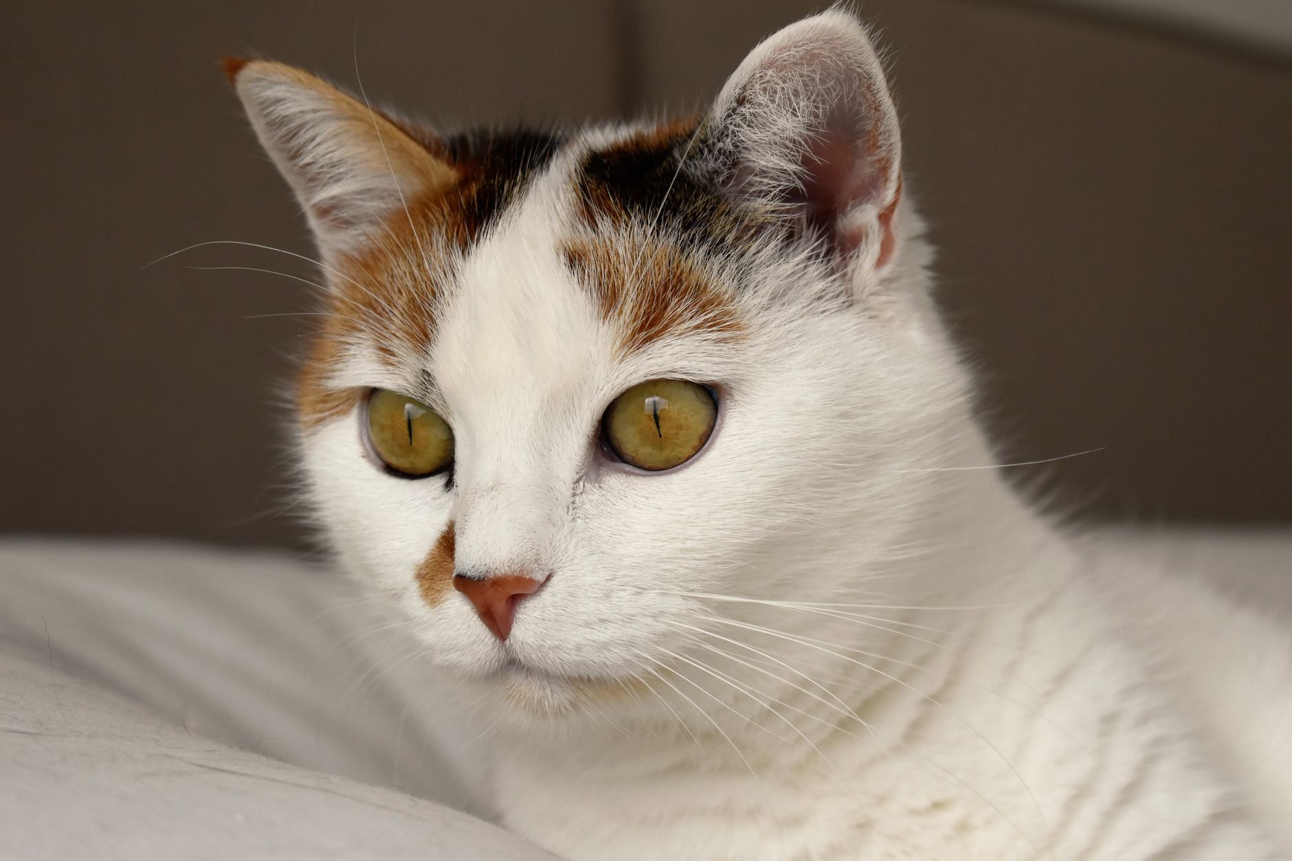 Veterinary care for a cat