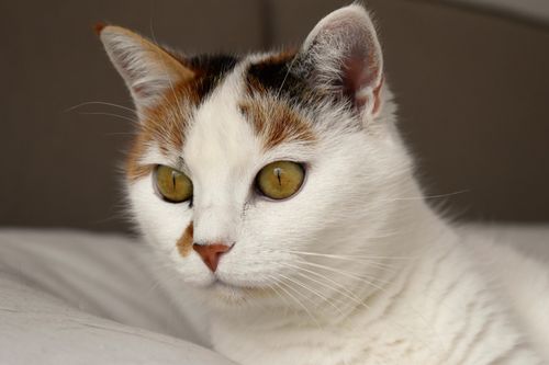 Free Adorable calico cat in close-up view, showcasing its striking golden eyes and soft fur. Stock Photo