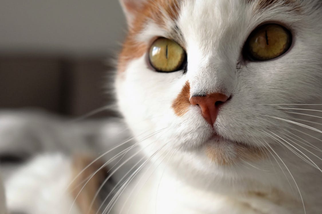 Short-fur White and Orange Cat Close-up Photo