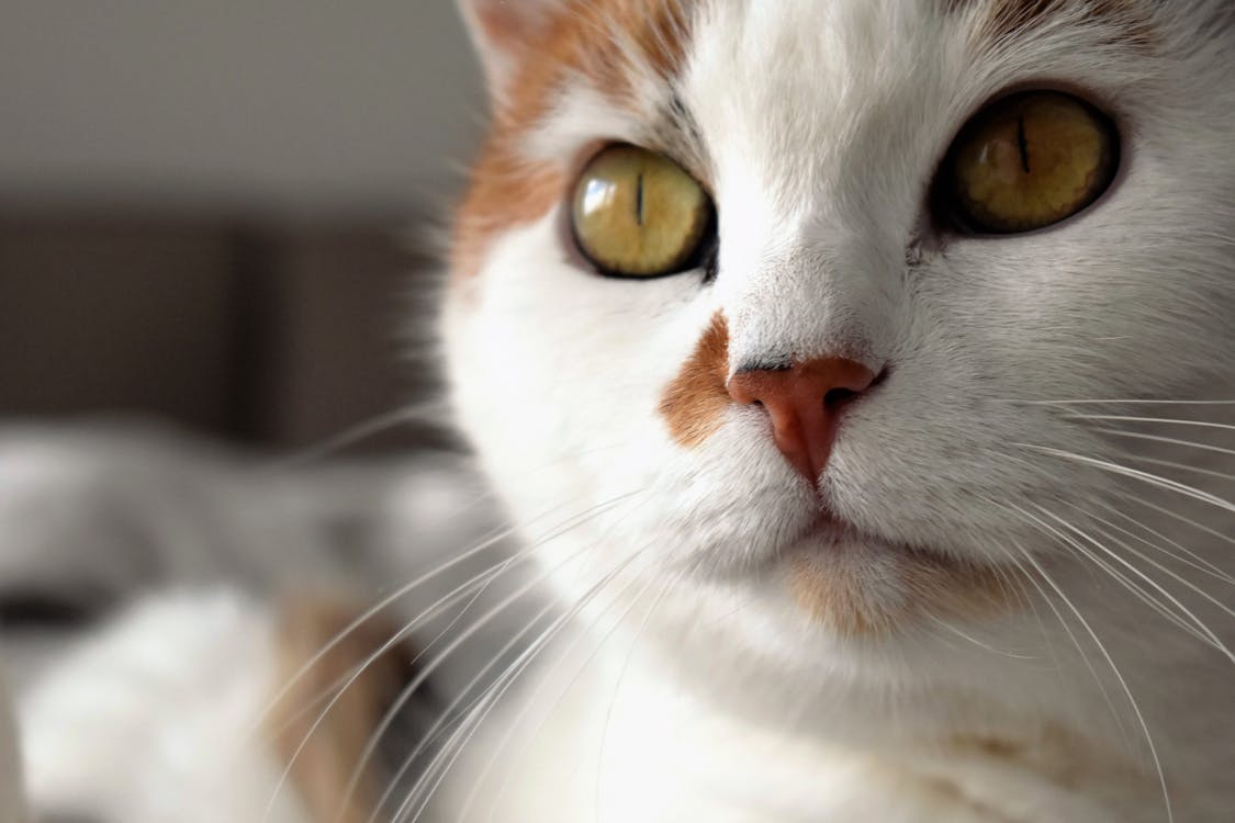 Gratis Foto Close Up Kucing Putih Dan Oranye Bulu Pendek Foto Stok