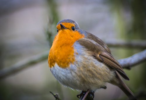 Flaches Fokusfoto Des Europäischen Robin Bird