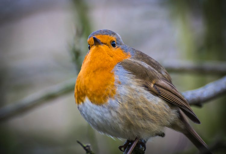 Shallow Focus Photo Of European Robin Bird