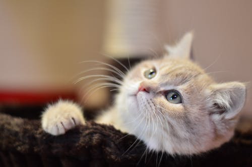 Gatito Atigrado Naranja En Fotografía De Enfoque Selectivo Textil Blanco