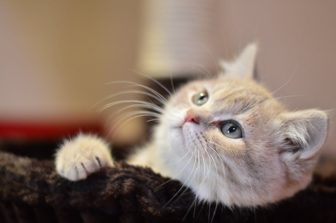 Gratis Kucing Tabby Oranye Pada Fotografi Fokus Selektif Tekstil Putih Foto Stok