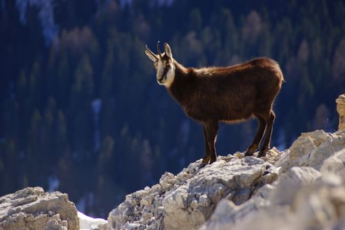 Free A lone chamois stands on a rocky mountain cliff with a forest backdrop. Stock Photo