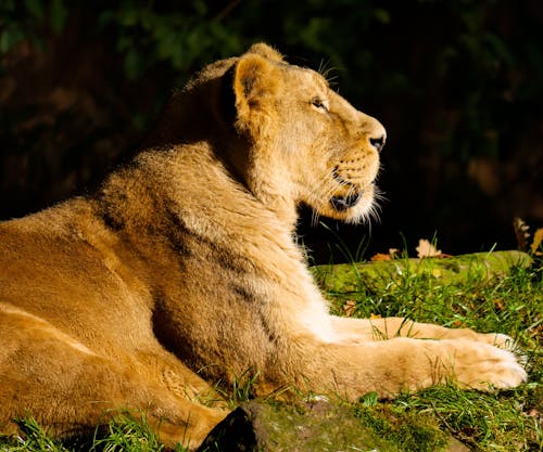 Lioness Reclining on Grass Field