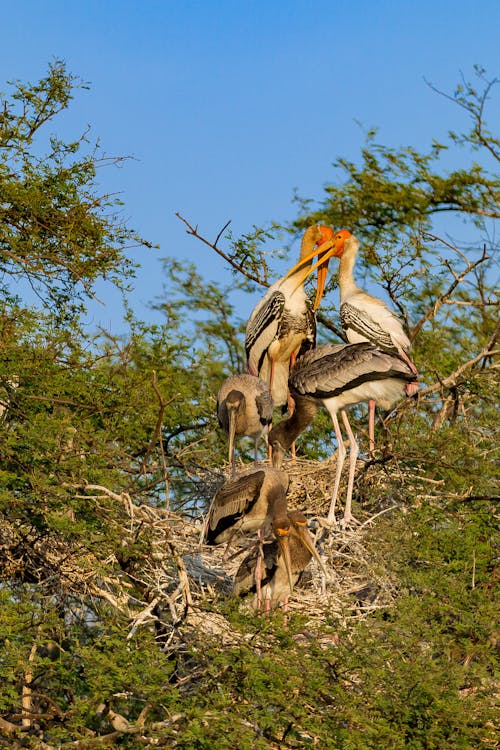 Бесплатное стоковое фото с bharatpur, wildlifephotography, wildlifesanctuary