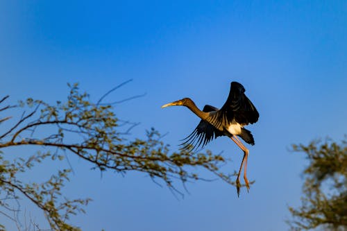 Бесплатное стоковое фото с bharatpur, wildlifephotography, wildlifesanctuary