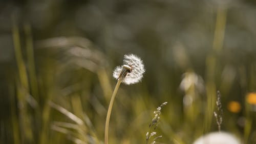 Gentle Dandelion in the Meadow