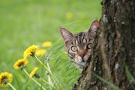 一只可爱的虎斑猫从一棵树后探出头来，偷看着那片开满黄色花朵的草地