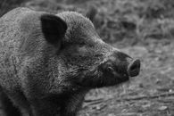 Black Boar