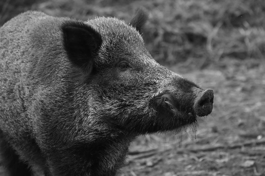 イノシシ 動物 白黒の無料の写真素材