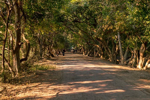 Бесплатное стоковое фото с bharatpur, wildlifephotography, wildlifesanctuary