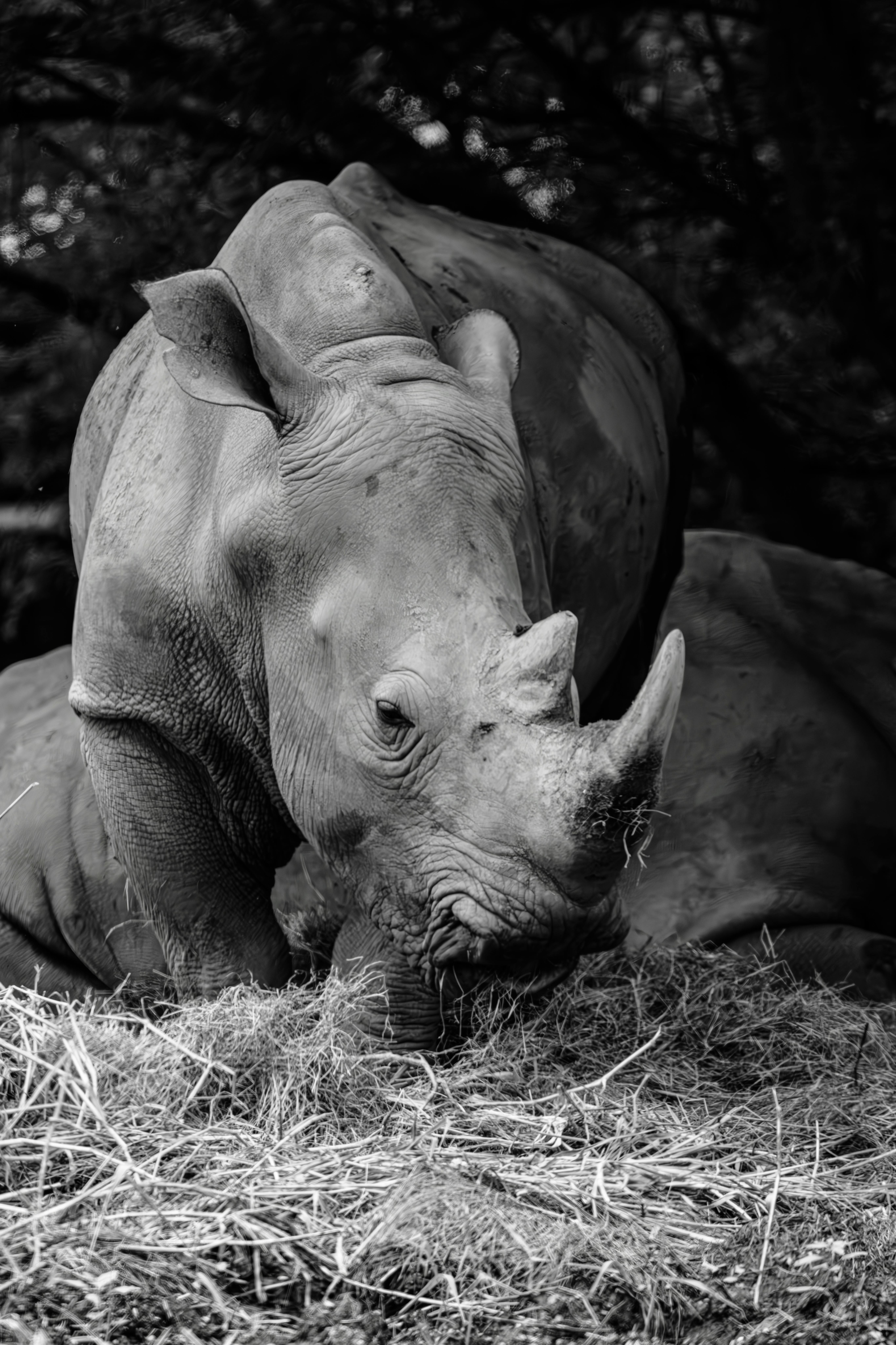 Gratuit Rhinocéros Photos