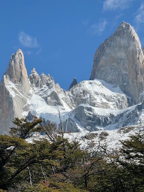 Foto profissional grátis de árvores, bicos, cenário